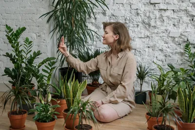 Какие комнатные растения нельзя держать дома и почему | РБК Украина