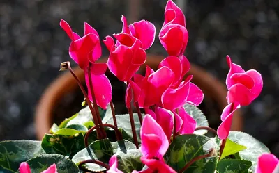 Искусственные цветы в горшках, поддельные ложные растения, открытый сад, дом  в горшке, декор – лучшие товары в онлайн-магазине Джум Гик