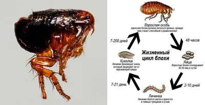 Дезинсекция от блох