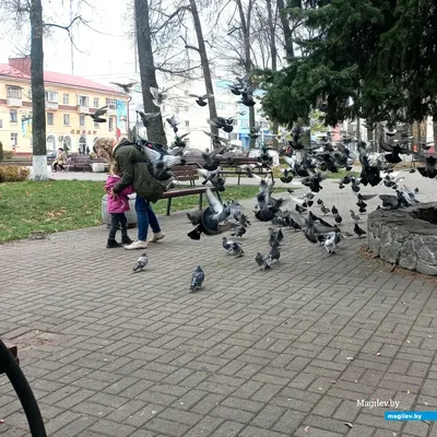 Бобруйск. Город жывотных и гуру.