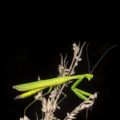 Богомолы. Часть 1. Mantis religiosa - Обыкновенный богомол.