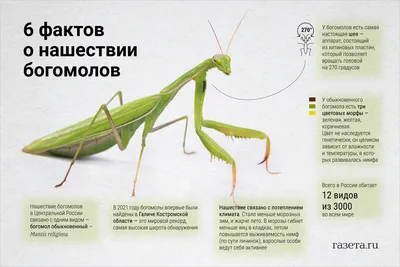 Африканский древесный богомол (Sphodromantis viridis) купить в Москве по  цене 690 руб. в интернет-магазине ExoLife