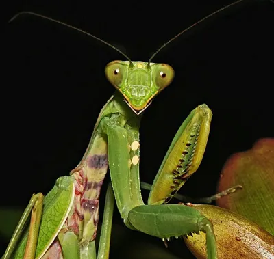 Mantis religiosa. / сфотографировал сам :: Насекомое :: Богомол :: фото /  смешные картинки и другие приколы: комиксы, гиф анимация, видео, лучший  интеллектуальный юмор.