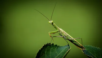 Богомол обыкновенный (Mantis religiosa) - фото богомола