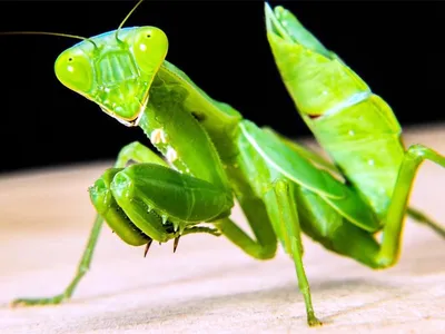 Богомол обыкновенный (Mantis religiosa)