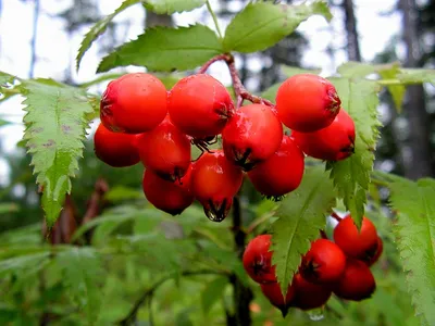 Фото кроваво-красного боярышника: красивый подарок для любителей природы