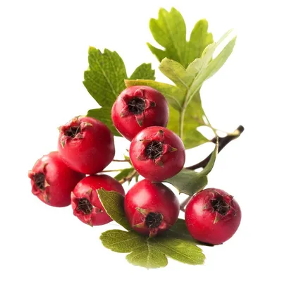 Боярышник кроваво-красный: идеальное растение для осенней фотосессии