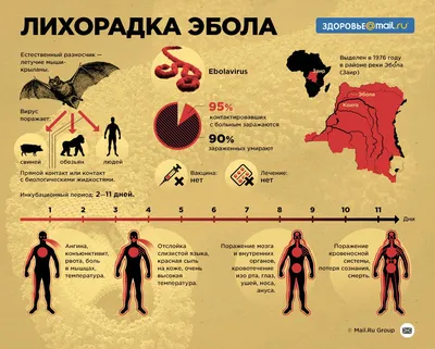 Болезнь Вируса Эбола И Инфографика — стоковая векторная графика и другие  изображения на тему Бактерия - Бактерия, Безопасность, Биология - iStock