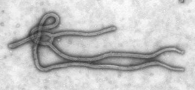 Ebolavirus — Википедия