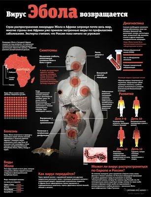 Вирус (лихорадка) «Эбола 2014» в Египте (симптомы, лечение и текущая  обстановка)
