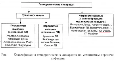 Вирус Эбола 2020 – симптомы, лечение, фото лихорадки Эбола