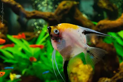 Рыбки скалярии – уход и содержание, описание, размножение, фото