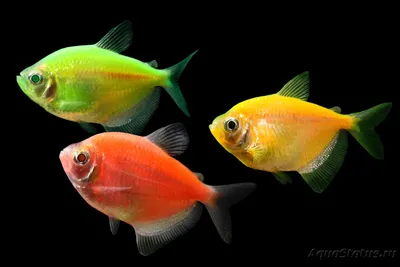 Генномодифицированные и крашеные рыбки