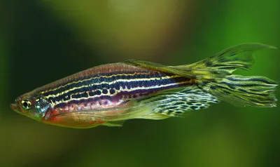Рыбки Данио – уход и содержание, описание, размножение, фото