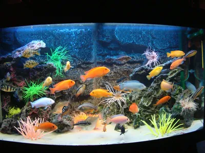 Виды болезней рыб» - картинка из статьи: «Болезни рыб в морском аквариуме»  - Aquaristics.ru