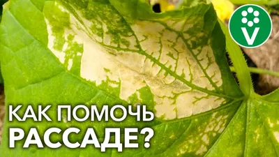 Болезни перцев, сладкого и острого - описание, фото и лечение | Агро Сіті