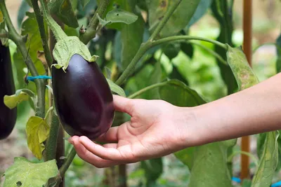 🍆Без масла, в духовке: баклажаны и фалафель. Новые рецепты закусок. Что  приготовить из баклажан в духовке без масла