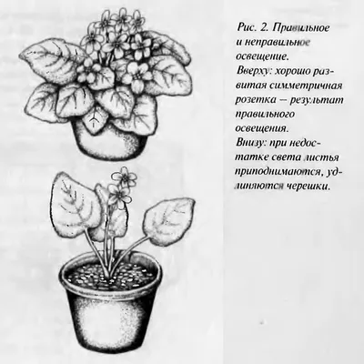 Рис. 2. Правильное и неправильное освещение» - картинка из статьи:  «Важность освещения для узамбарских фиалок» | Nopal.ru