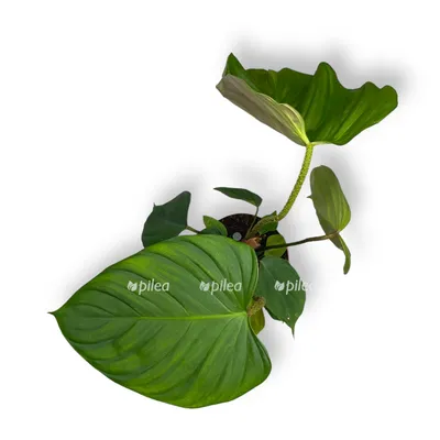 Уход и выращивание фикуса каучуконосного (эластика) | Сова-цветовод | Дзен