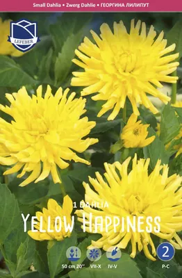 Купить георгина бордюрная йеллоу хэппинес (yellow happiness), 1 шт по цене  330 руб. в интернет магазине \"Первые Семена\"