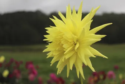 Купить георгина бордюрная йеллоу хэппинес (yellow happiness), 1 шт по цене  330 руб. в интернет магазине \"Первые Семена\"