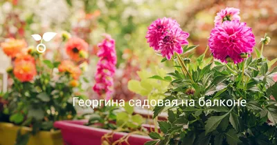 Прекрасный цветок - Георгины. Обсуждение на LiveInternet - Российский  Сервис Онлайн-Дневников