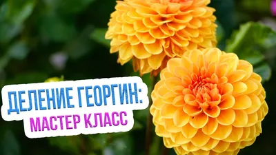 Крупноцветковые георгины! Невозможно устоять!