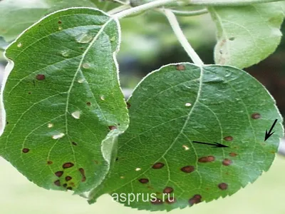 Основные болезни груши | АППЯПМ