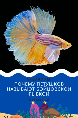 Почему петушков называют бойцовской рыбкой? | Аквариум, Бетта, Петушки