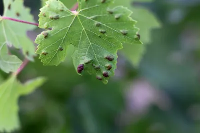 Болезни винограда: фото, описание, методы лечения и профилактики