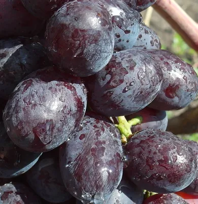 Обработки винограда от вредителей и болезней | Форум VINEYARD | Стр. 12