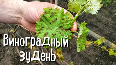 Опасные болезни винограда и как с ними бороться - YouTube