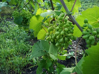 Вредители винограда: основные виды вредителей винограда, как с ними  бороться – наиболее эффективные средства