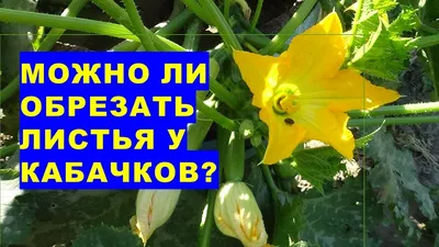 Что случилось с кабачком? / Асиенда.ру