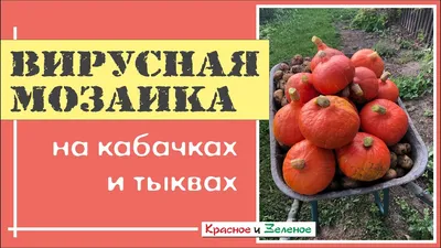 Кабачки (фото) в открытом грунте - выращивание и уход | Сайт о саде, даче и  комнатных растениях.