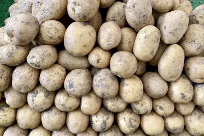 https://direct.farm/knowledge/plant/potato_disease_mycota