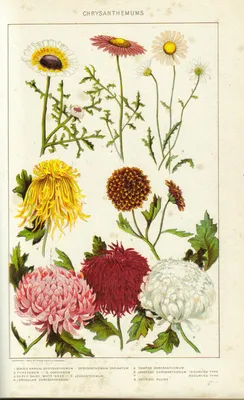 Хризантема садовая — Википедия
