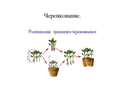 Любителям хризантем: все о посадке и выращивании цветов, а также их лечении  | Садовая коллекция Натальи | Дзен