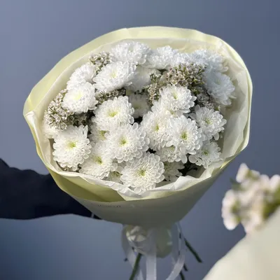 Купить саженец хризантемы мультифлора Киржач белая в Киржаче по цене 400 ₽  по акции