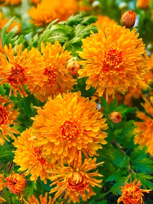 Хризантемы купить недорого с доставкой по СПб | Интернет-магазин цветов  Флористка Кэт