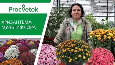 Хризантема букетная Торжество, купить саженцы Хризантемы букетной Торжество  в Москве в питомнике недорого!