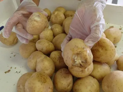 Болезни клубней картофеля: фото, описание заболеваний
