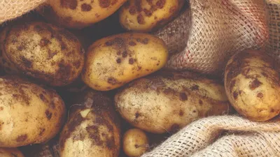 Выбираем картофель «на посадку» - «Новый путь» – газета Поспелихинского  района«Новый путь» – газета Поспелихинского района