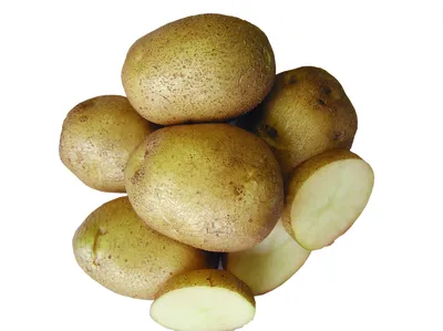 Вредители картофеля и защита биопрепаратами