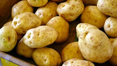 Выбираем картофель «на посадку» | Новое время