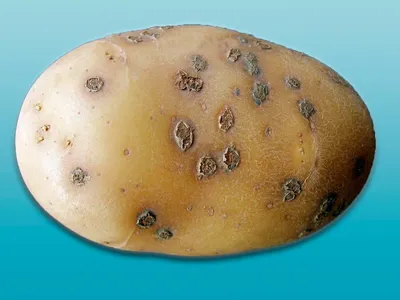 Зачем картофель надрезают перед посадкой на огороде – лайфхак