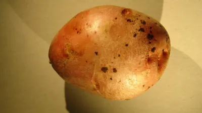 Болезни картофеля - описание и фото - AgroFlora.ru