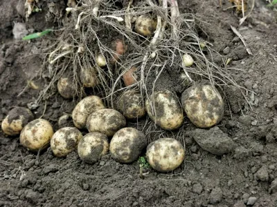 Удобрение для картофеля при посадке: какое выбрать и как вносить