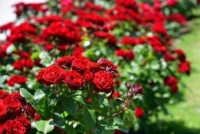 Болезни комнатной розы и их лечение