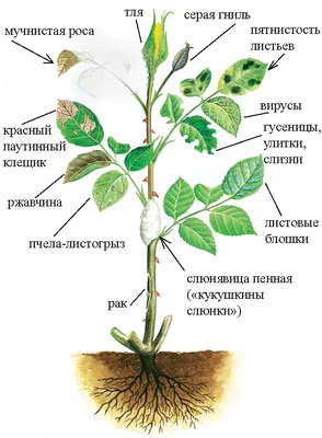 Болезни роз описание с фото, профилактика, лечение